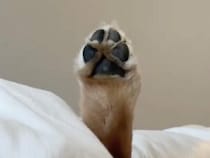 掛け布団から「ひょっこり」突き出た肉球！ 朝一番の可愛すぎるご挨拶