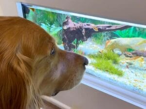 お魚たちが心配！ 犬さんが真剣に水槽の中をじーっと覗き込む理由が可愛すぎた