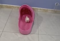 サイズ感バグる… おっきな靴と子犬さん？