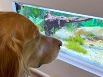 お魚たちが心配！ 犬さんが真剣に水槽の中をじーっと覗き込む理由が可愛すぎた