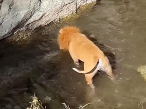 【百獣の王から一転】川で獲物を狙うライオンさん…？ 熱中しすぎて「正体」がバレちゃった