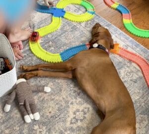 おもちゃの車が来ても動じない！ 絶妙なポジションで爆睡する犬さんが面白すぎる