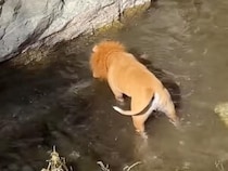 【百獣の王から一転】川で獲物を狙うライオンさん…？ 熱中しすぎて「正体」がバレちゃった