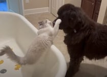 強そうな大型犬だけど「その攻撃には敵わないや…」猫パンチにたじたじ！