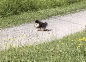 飼い主がいない！ ポメラニアンさんが大慌て。