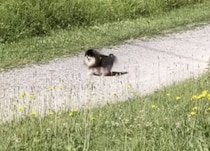 飼い主がいない！ ポメラニアンさんが大慌て。