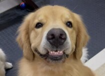 犬「もうすぐお友達が来るから♡」 楽しみすぎて笑顔になっちゃう！