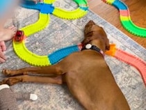 おもちゃの車が来ても動じない！ 絶妙なポジションで爆睡する犬さんが面白すぎる