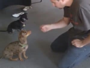 犬「その技、僕もできますから！」兄弟がレッスンしているのを見て…