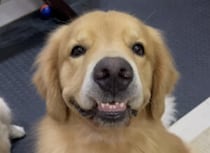 犬「もうすぐお友達が来るから♡」 楽しみすぎて笑顔になっちゃう！