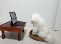 驚きの実験結果！ 犬の嗅覚はとても鋭いはずだけど…？