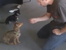 犬「その技、僕もできますから！」兄弟がレッスンしているのを見て…