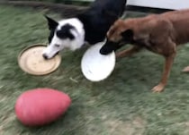 「手を使ったら反則ね！」新しい遊びを考える天才犬。