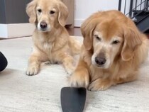 【神技に挑戦する犬】フライ返しでおやつを飛ばしてキャッチ！ 地味だけど凄すぎる特技