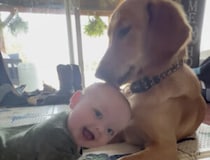 赤ちゃんのお世話してあげなくっちゃ！毛づくろいを頑張る犬さん