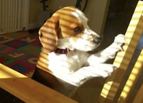 「このおもちゃと交換しない？」ベーコンが欲しい犬の交渉が可愛すぎた