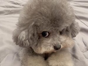 上目遣いでチラリ。 真正面を見てくれないふわもこな犬さんの不思議な魅力