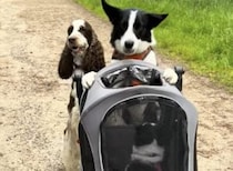 お散歩にいくよ〜！ ベビーカーを押しておでかけする犬さん。