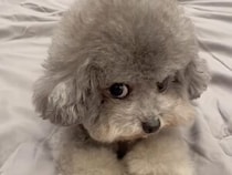 上目遣いでチラリ。 真正面を見てくれないふわもこな犬さんの不思議な魅力