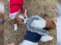 青い方がいいなぁ！ お兄ちゃんのコートを強引に脱がそうとする弟犬。まさかのファッションチェック？