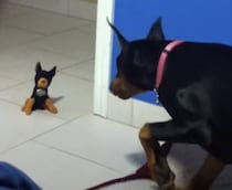 ギャップありすぎなところも可愛い！ 小さいぬいぐるみが怖いドーベルマン