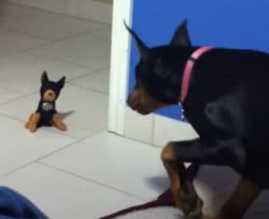 ギャップありすぎなところも可愛い！ 小さいぬいぐるみが怖いドーベルマン