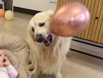 「ちょっと遊ばせて？」赤ちゃんのピンクの風船が欲しい！ 優しくおねだりするゴールデンレトリバーさん