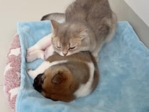 猫のベッドで寝てしまった子犬さん。気づけば猫たちの枕に…