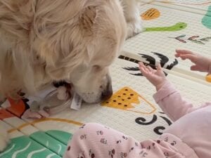 「盗ってないよ、借りたの！」赤ちゃんのおもちゃが気になって仕方がないゴールデンレトリバーさん