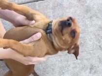 犬「このまま一生、抱っこして〜！」抱っこ中だけ幸せそうな表情に