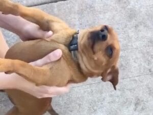 犬「このまま一生、抱っこして〜！」抱っこ中だけ幸せそうな表情に