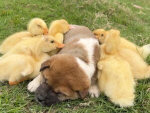 お散歩する子犬さんの後ろに黄色い行列！ どこに行くのも一緒だよ！