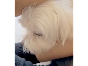 こんな甘え方されたら… たまらないよね♡ 家族の一員、可愛い犬さん