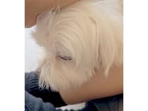 こんな甘え方されたら… たまらないよね♡ 家族の一員、可愛い犬さん