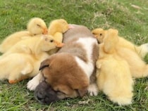 お散歩する子犬さんの後ろに黄色い行列！ どこに行くのも一緒だよ！