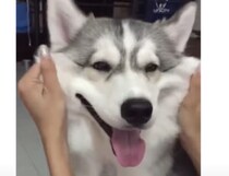 犬さんのほっぺってムニムニで気持ちいいよね！