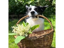 飼い主さんにこれあげる！ 愛犬から嬉しいプレゼント♪