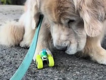 「ボクが見つけたのになぁ…」拾い物のオモチャに未練たっぷり。表情が豊かすぎるゴールデンレトリバー