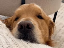 「パパまだかなぁ？」帰宅の3時間前からソワソワ。ゴールデンレトリバーの正直すぎるカウントダウン