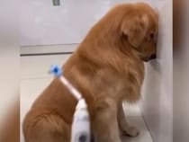 反省してますワン… イタズラ後の態度が分かりやすいゴールデンレトリバー