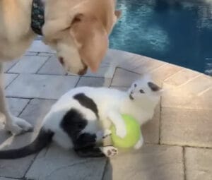 犬「それ僕のだよ〜…」猫におもちゃを取られてしょんぼり。