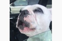 「らんらら〜♪」人間が歌ってると思った！歌うまワンコ。