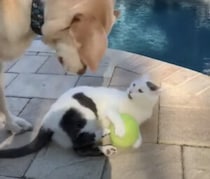 犬「それ僕のだよ〜…」猫におもちゃを取られてしょんぼり。