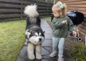 デカワンコ「今日は小さい子と散歩かぁ」しっかり先輩らしく振る舞うよ！