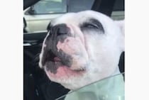 「らんらら〜♪」人間が歌ってると思った！歌うまワンコ。