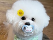 「コレ、あたちの！」赤ちゃん用おしゃぶりにハマりすぎた犬さん。片時も離さない徹底ぶり