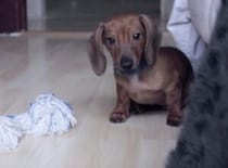 愛犬と「だるまさんが転んだ」をしてみたら… なんだその可愛すぎる反応は！