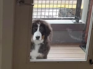 「ボクじゃないワン…」鏡を割って気まずそうにフリーズする子犬