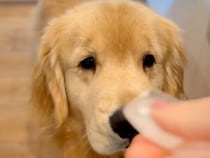 アイスラテの音を聞きつけて集合する犬さん「ボクたちにもアイスください！」