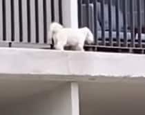 小さな犬がベランダの外に!! こんな所にいる理由にさらにびっくり。